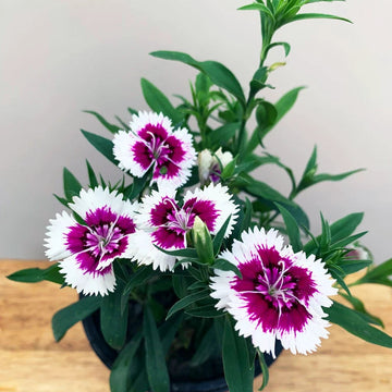 Purple (Purple scientific name) for planting in garden