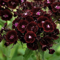 Maroon William Dianthus Flower Seeds for Planting - NON GMO Seeds