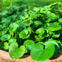 Dichondra Repens Herb Seeds