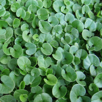 Dichondra Plant Seeds for Planting, Fresh - NON GMO Seeds