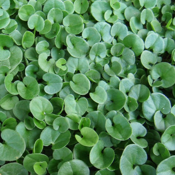 Dichondra Repen Plant Seeds for planting in home garden