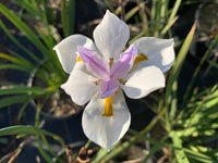 Heirloom Iridioides Flower Seeds, Non-GMO Hardy Perennial Blooms for Garden Planting