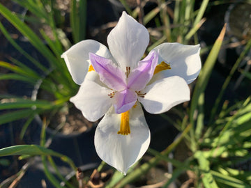 Heirloom Iridioides Flower Seeds, Non-GMO Hardy Perennial Blooms for Garden Planting for planting in home garden