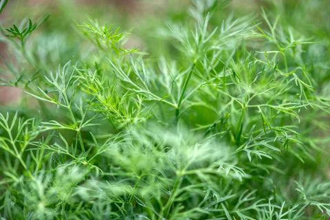 Dill plants thriving in a raised garden bed with lush green leaves.

