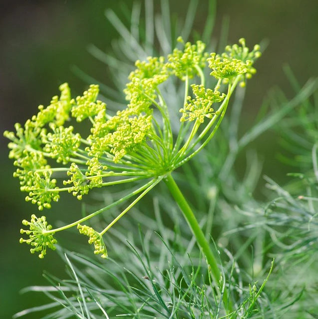 Mammoth Giant Dill Herb Seeds for Culinary and Garden Growing