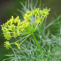 Mammoth Giant Dill Herb Seeds for Culinary and Garden Growing