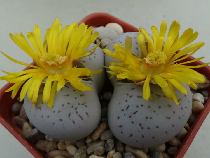 Organic Heirloom Non-GMO Dinteranthus Seeds for Planting – Succulent Rock Garden