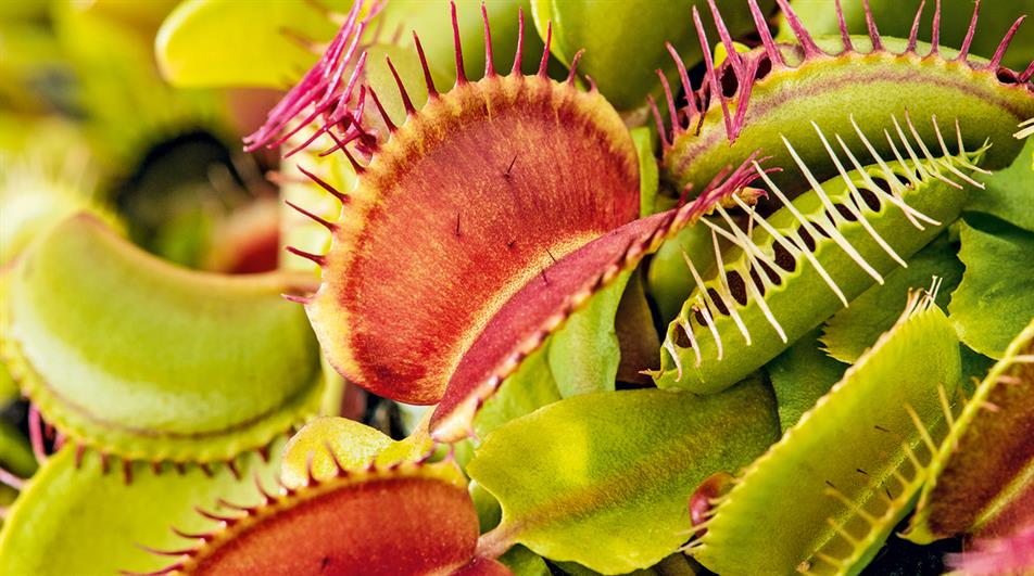 Green with Red Venus Flytrap ? Live Carnivorous Plant | Exotic Insect-Eating Houseplant