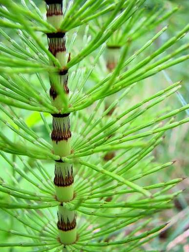 Distinctive green Equisetum stems adding architectural interest to a garden.