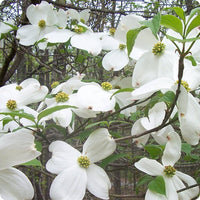 Cornus Flower Seeds for Planting - 100 pcs