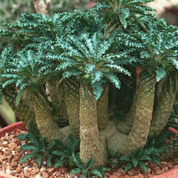 Green Dorstenia Foetida Plant Seeds for Planting-Exotic Gardens Scientific Name Placeholder for planting in home garden