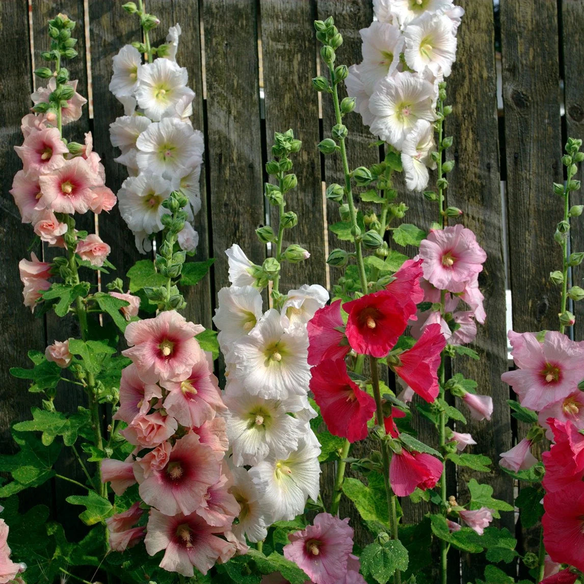 Double-flowered Hollyhock blooms growing in a garden