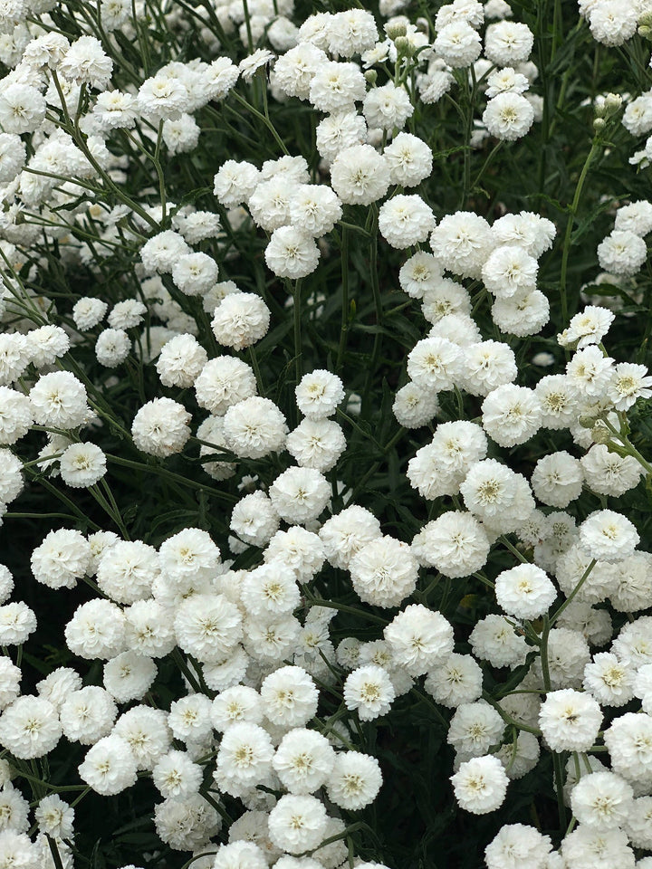 Ptarmica Flower Seeds for Planting, Heirloom, Non-GMO, 100 pcs