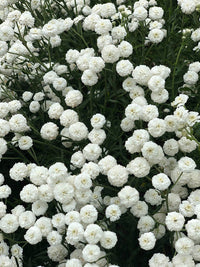 Ptarmica Flower Seeds for Planting, Heirloom, Non-GMO, 100 pcs