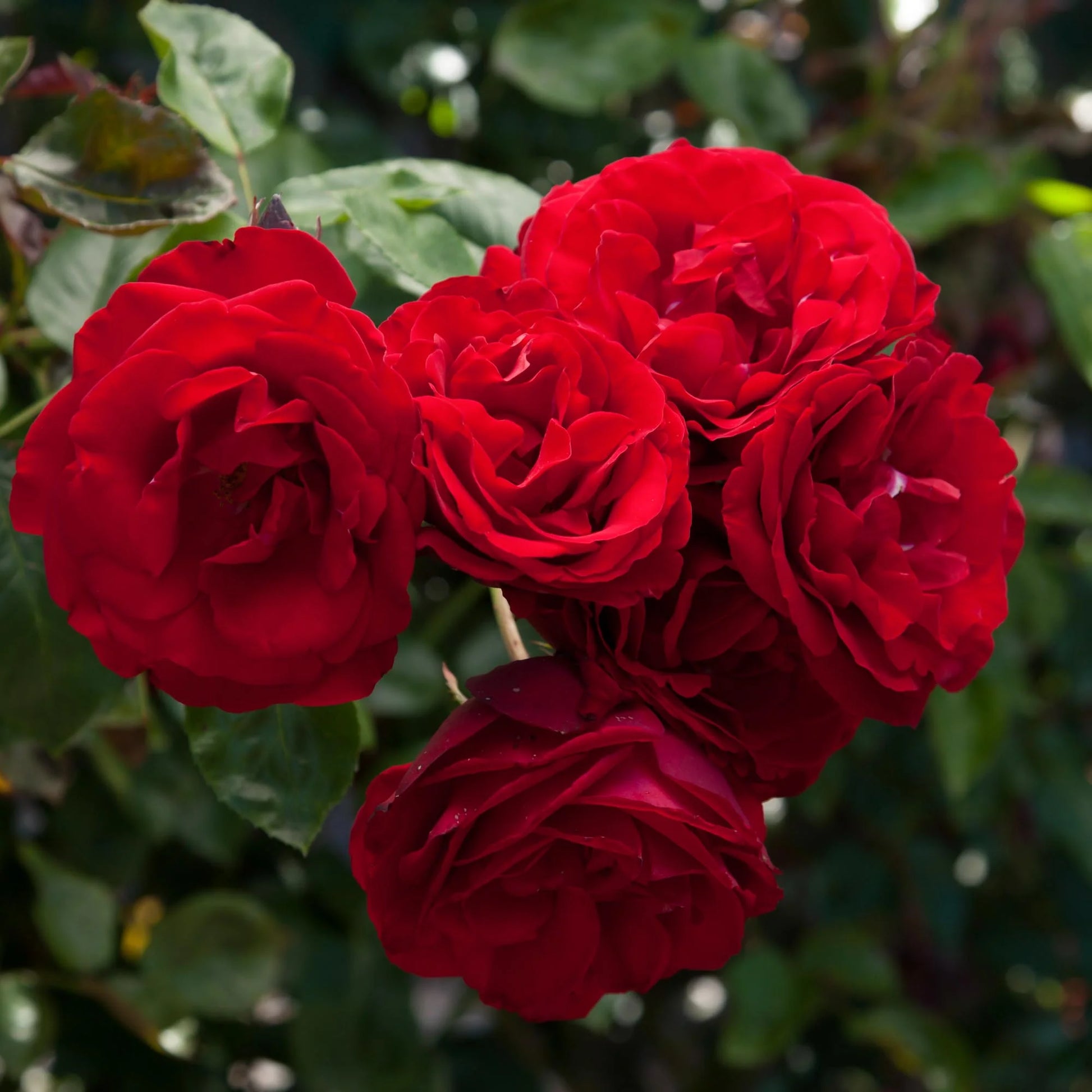 Dublin Bay climbing rose covering a garden trellis structure

