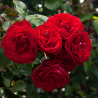 Dublin Bay climbing rose covering a garden trellis structure

