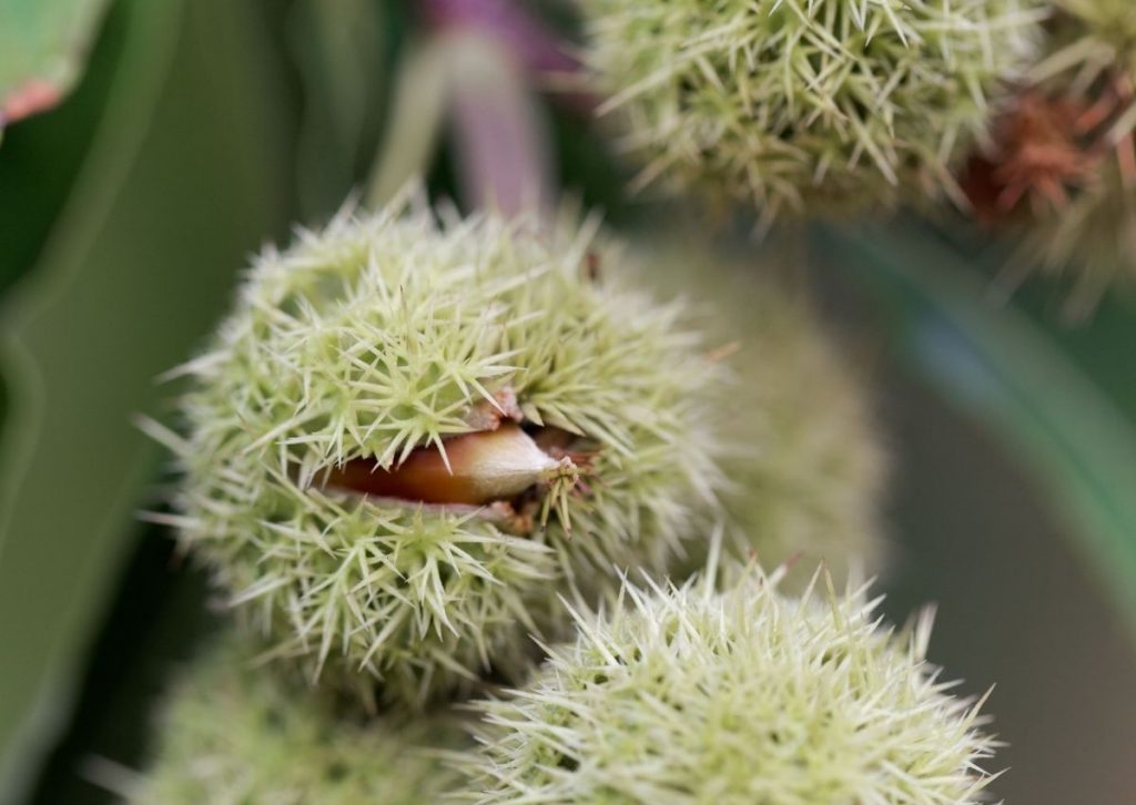 Chinquapin Chestnut Tree Seeds for Planting – Heirloom, Non-GMO Fruit Seeds
