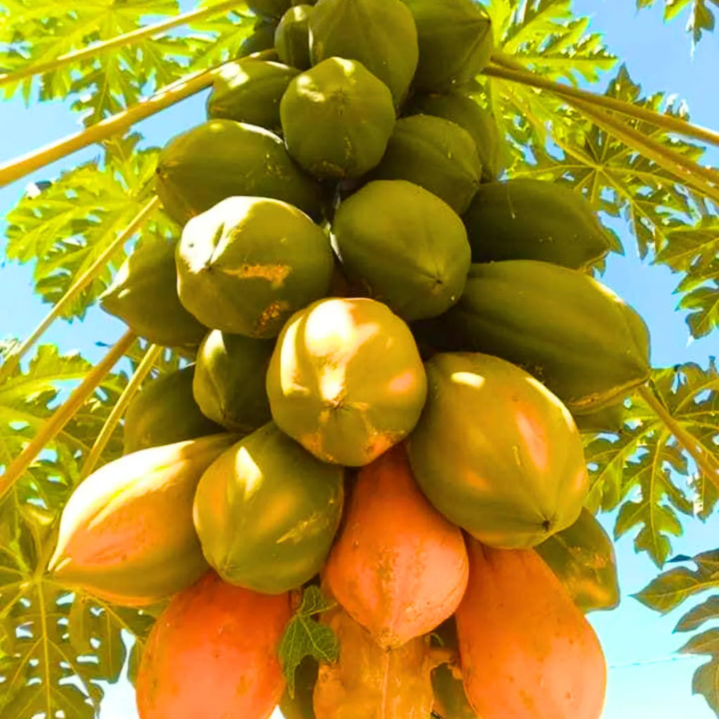 Compact Thai Dwarf Papaya tree with lush green foliage.