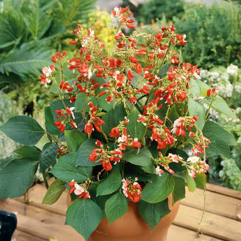 Bean Hestia Flower Seeds – Heirloom Non-GMO Seeds for Compact and Edible Ornamental Garden Planting