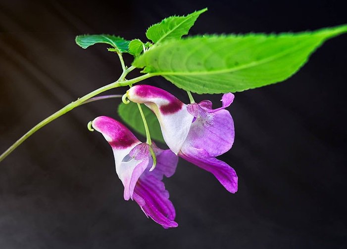 Impatiens Psittacina Flower Seeds Heirloom Non GMO Planting - 100 pcs
