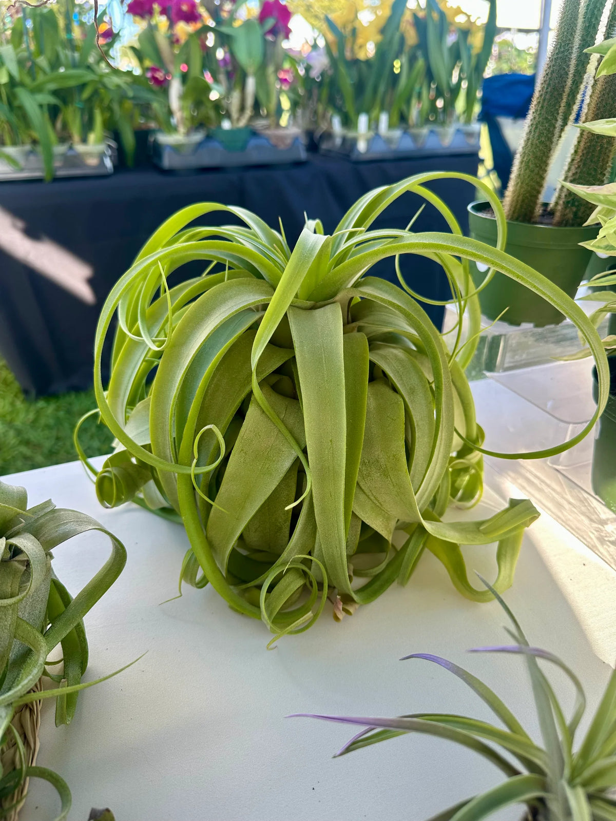 Heirloom Non-GMO Green Tillandsia Streptophylla Seeds for Garden Planting – Unique Plant Variety