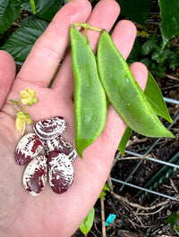 Christmas Speckled Lima Bean Seeds for Home Garden Planting | Heirloom Non-GMO
