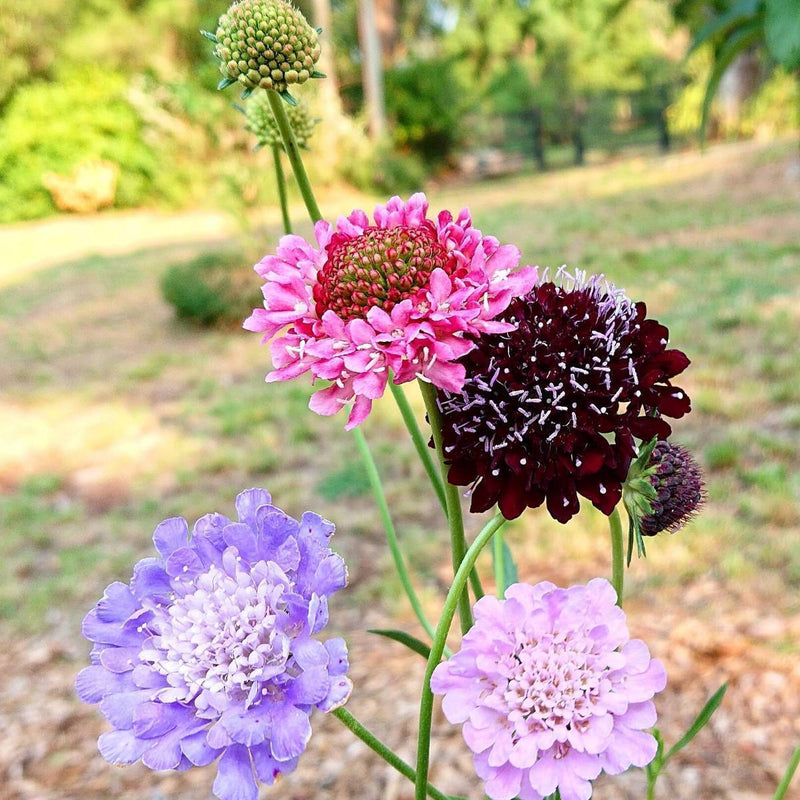 Heirloom Pincushion Flower Seeds for Garden Planting, Non-GMO, Scabiosa Blooms for Cut Flower Gardens