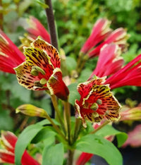 Red Alstroemeria Psittacina Seeds - Heirloom Non-GMO Planting Flower Seeds