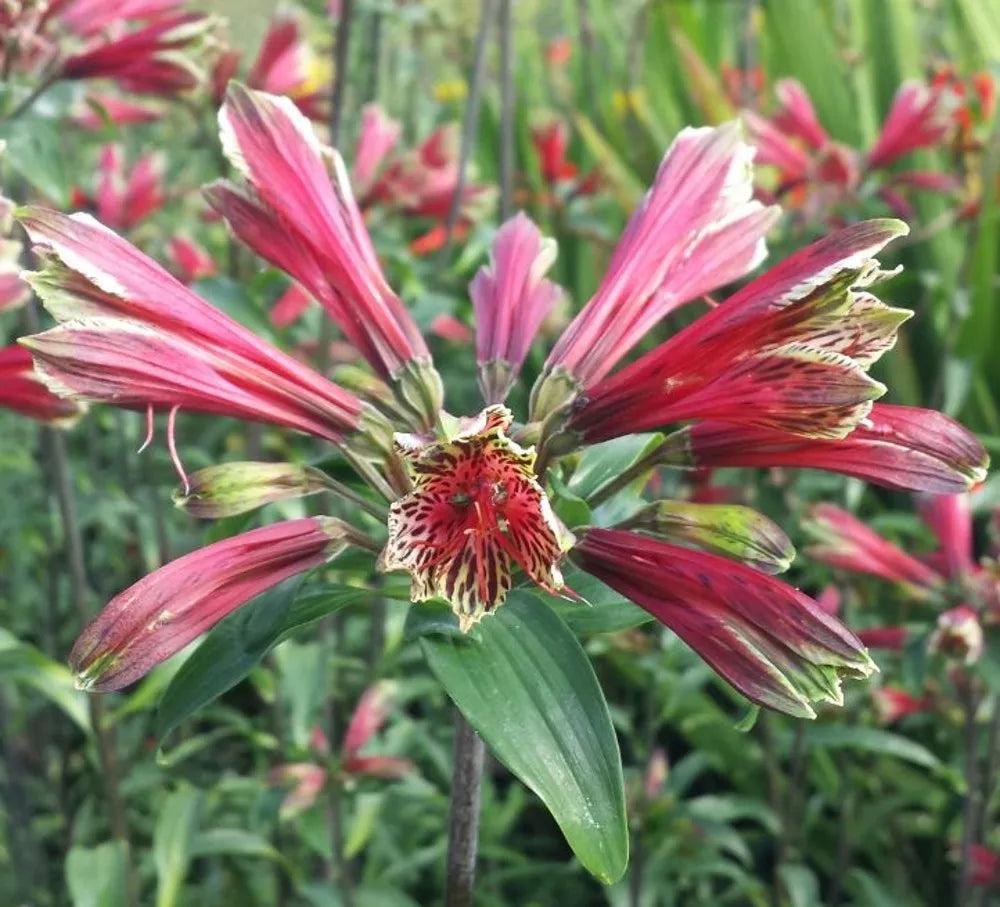 Red Alstroemeria Psittacina Seeds - Heirloom Non-GMO Planting Flower Seeds