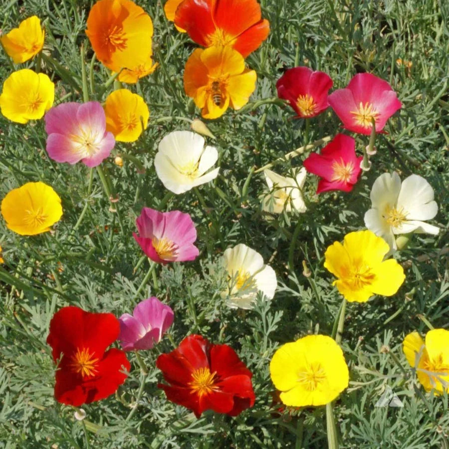 Californica Flower Seeds for Planting, Heirloom, Non-GMO, 100 pcs