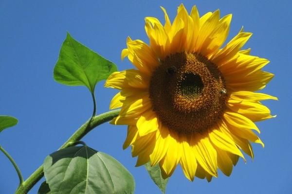 Sunzilla Sunflower Seeds â€“ Heirloom, Non-GMO Giant Sunflower Seeds for Planting Gardens