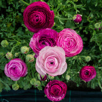Ranunculus Highline Purple Jean Flower Seeds for Planting - Heirloom and Non-GMO garden seeds