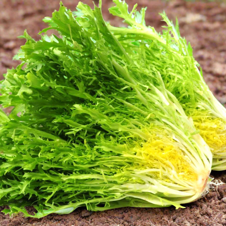Endive Lettuce Curly Frisee Seeds for Planting heirloom & Non-GMO Seeds