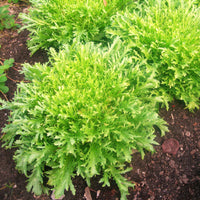 Endive Lettuce Curly Frisee Seeds for Planting heirloom & Non-GMO Seeds