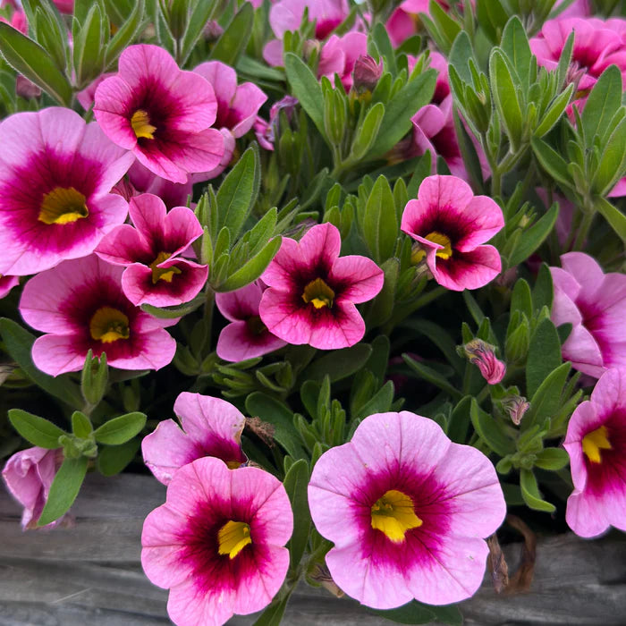 Deep Pink Calibrachoa Flower Seeds for Planting -Heirloom & Non-GMO Seeds for planting