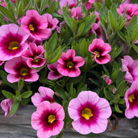 Deep Pink Calibrachoa Flower Seeds for Planting -Heirloom & Non-GMO Seeds for planting