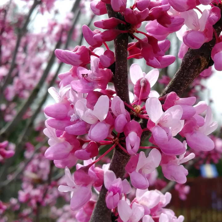 Heirloom Non-GMO Redbud Flower Seeds for Planting – Vibrant Ornamental Tree Seeds