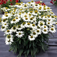 White Echinacea Flower Seeds for Planting - To attract Pollinators and Bees, Heirloom Seeds