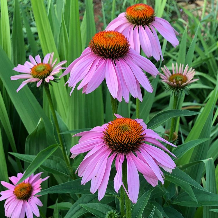 Coneflower (Coneflower scientific name) for planting in garden