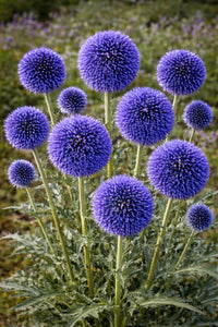Ornamental Blue Globe Thistle growing in a sunny flower bed.