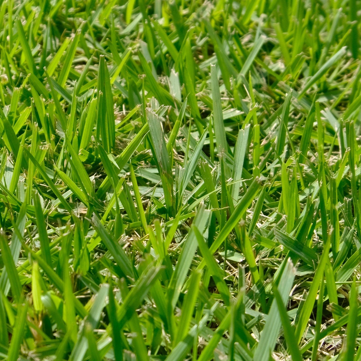 Zoysia El Toro Grass Seed - Premium Warm-Season Lawn Grass for Lush, Low-Maintenance Lawns