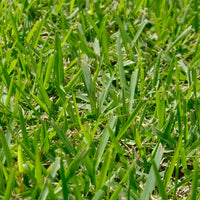 Zoysia El Toro Grass Seed - Premium Warm-Season Lawn Grass for Lush, Low-Maintenance Lawns