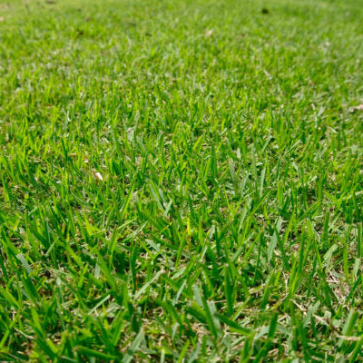 Zoysia El Toro Grass Seeds - Premium Warm-Season Lawn Grass for Lush, Low-Maintenance Lawns
