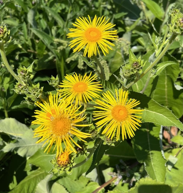 Enula Asteraceae Flower Seeds for Planting - NON GMO Seeds