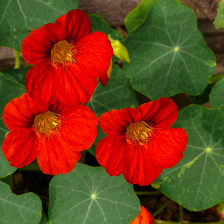 Heirloom Non-GMO Nasturtium Flower Seeds for Planting – Edible Vibrant Blooms