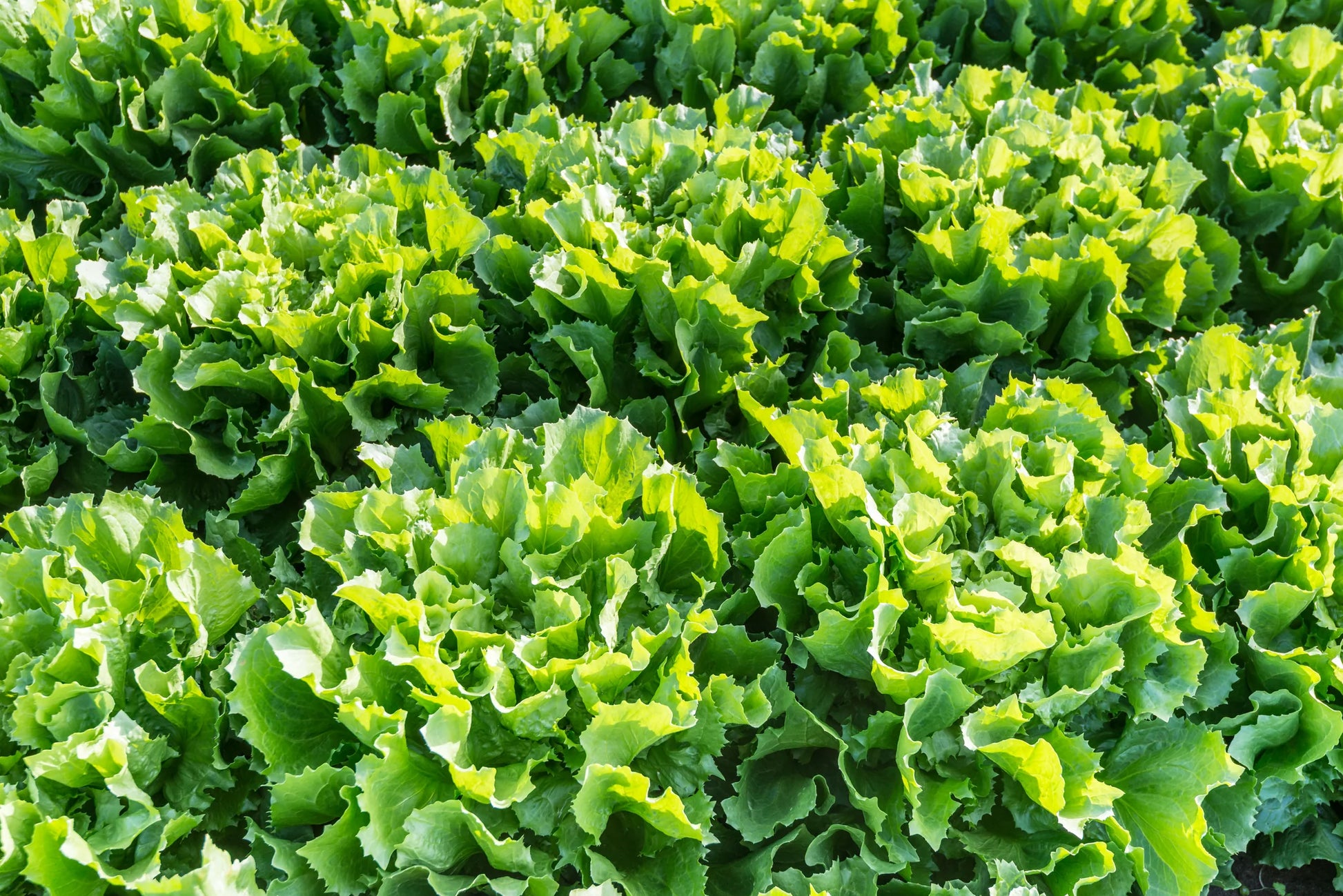 Broadleaf Batavian Endive Seeds for Planting heirloom & Non-GMO Seeds