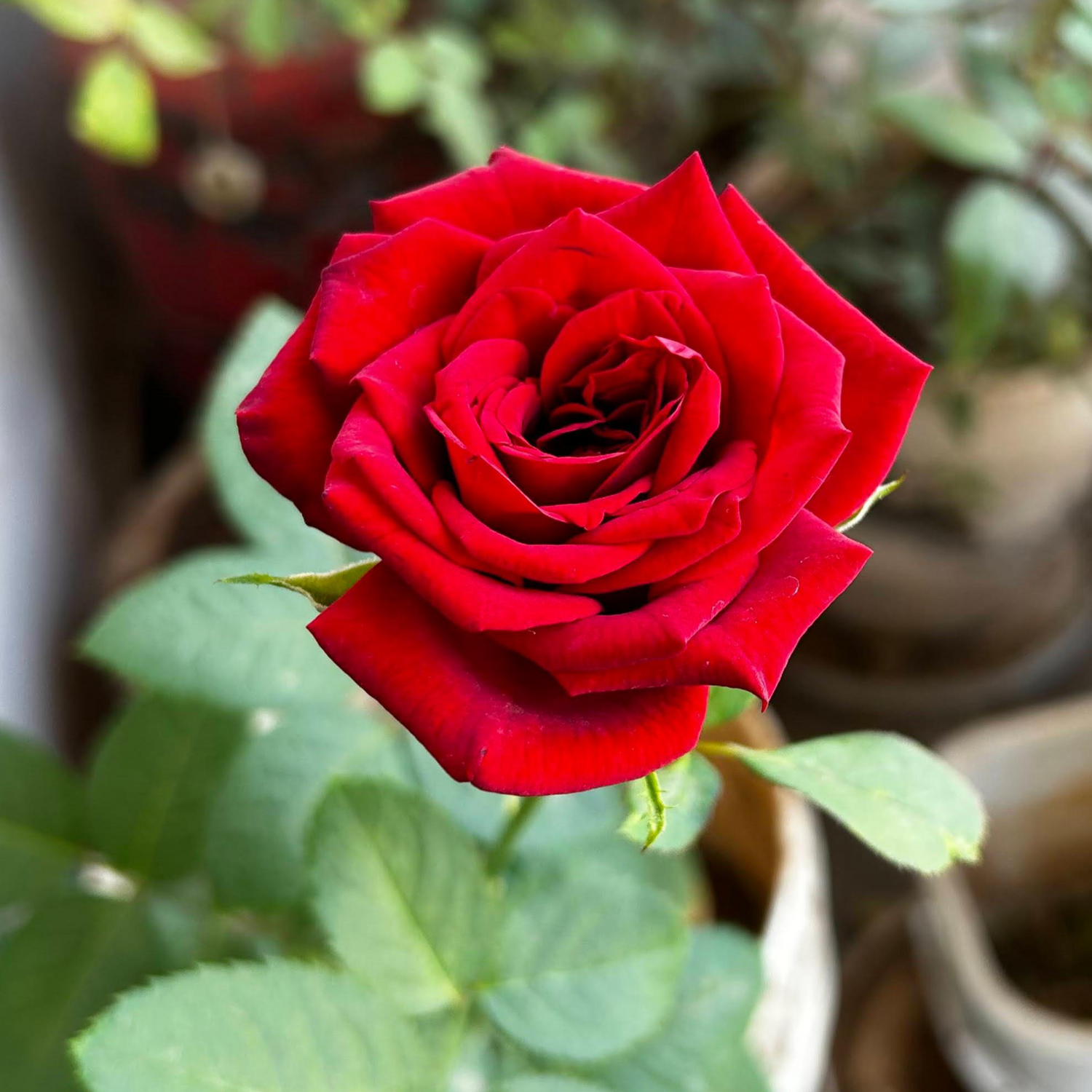 Rose Flower Seeds for Planting, Heirloom, Non-GMO