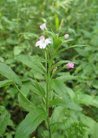 Epilobium Parviflorum Flower Seeds for Planting - NON GMO Seeds