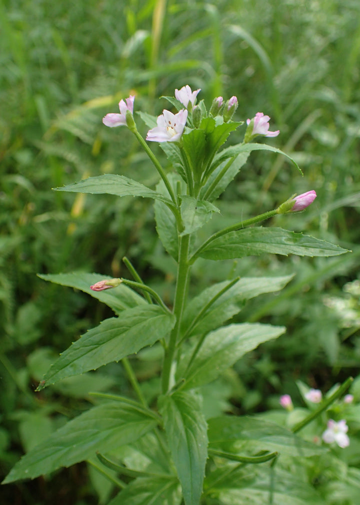 Epilobium Parviflorum Flower Seeds for Planting - NON GMO Seeds
