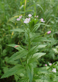 Epilobium Parviflorum Flower Seeds for Planting - NON GMO Seeds